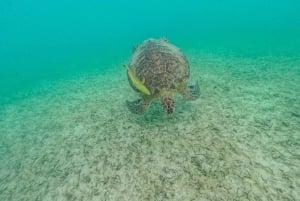 Akumal : snorkel con guías locales y Gopro fotos