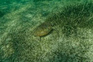 Akumal : snorkel con guías locales y Gopro fotos