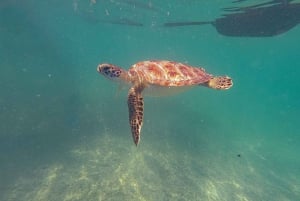 Akumal : snorkel con guías locales y Gopro fotos