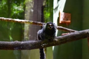 Akumal: Experiencia en el Santuario de los Monos con ATV y Cenote