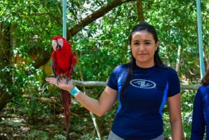 Akumal: Visita al Santuario de los Monos, paseo en quad y baño en un cenote