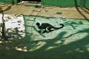 Akumal: Visita al Santuario de los Monos, paseo en quad y baño en un cenote