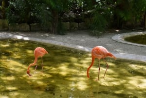 Akumal: Visita al Santuario de los Monos, paseo en quad y baño en un cenote