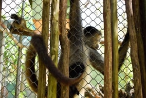 Akumal: Santuario de monos con interacción animal y paseo en quad