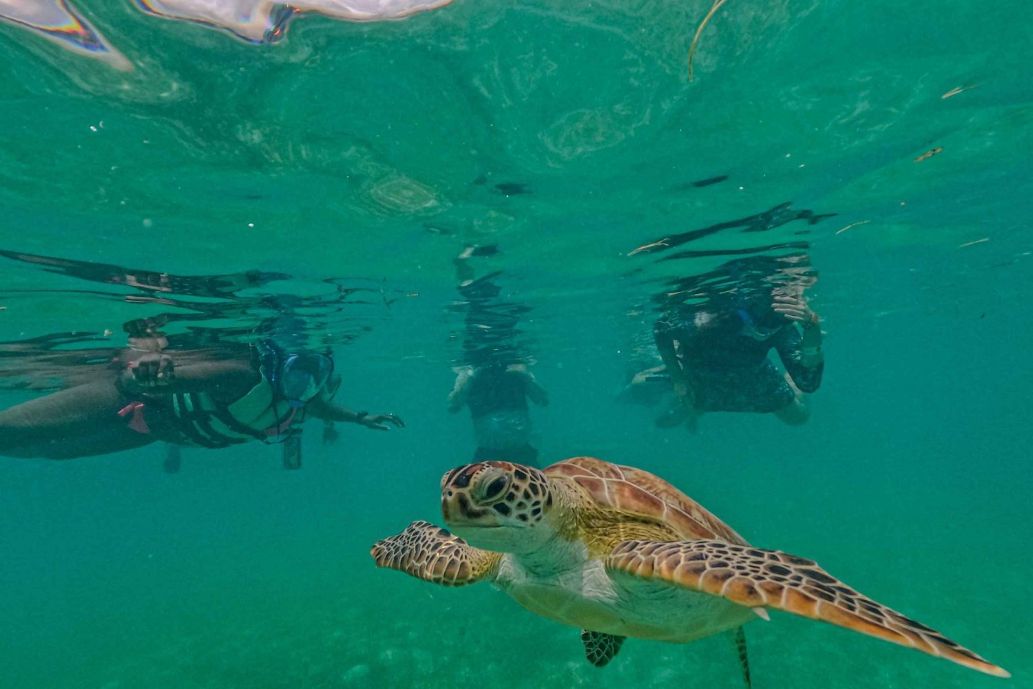 Akumal : mar de tortugas con fotos