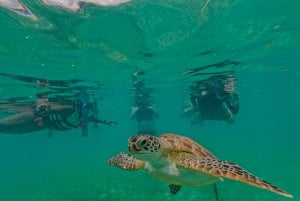 Akumal : sea turtles with photos