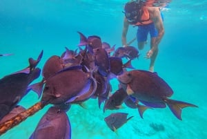 Akumal : sea turtles with photos