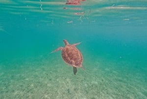 Akumal : sea turtles with photos