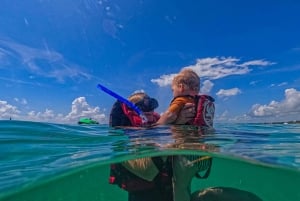 Akumal : sea turtles with photos