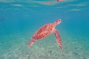 Akumal : sea turtles with photos