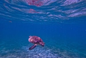 Akumal : sea turtles with photos