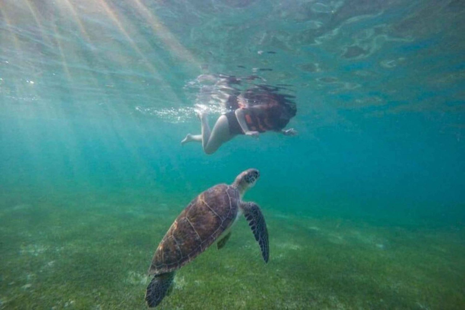 Akumal: Swim With Turtles Tour