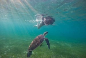 Akumal: Swim With Turtles Tour