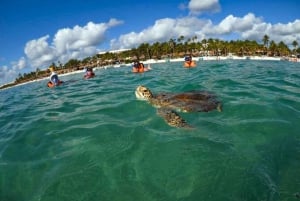 Akumal: Swim With Turtles Tour