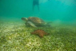 Akumal: Swim With Turtles Tour