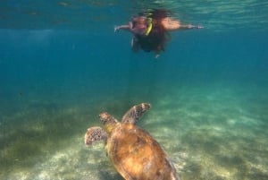 Akumal: Turtles Snorkeling with a local guide and pictures