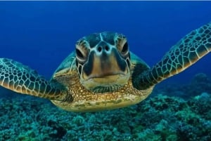 Akumal: Nado con Tortugas y Excursión de Aventura en la Jungla