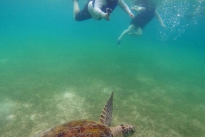 Akumal: Guided Turtle Snorkeling Tour and pictures