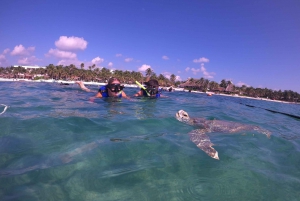 Akumal: Guided Turtle Snorkeling Tour and pictures