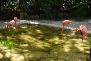 Akumal: Visita el Santuario de los Monos con baño en el Cenote y ATV