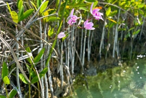 Bacalar: Private Sailing Trip with Biologist, SNORKEL and DAYPASS