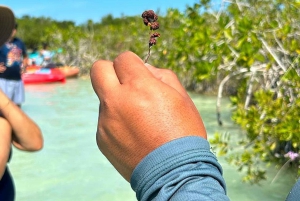 Bacalar: Private Sailing Trip with Biologist, SNORKEL and DAYPASS