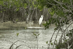 Bacalar: Private Sailing Trip with Biologist, SNORKEL and DAYPASS