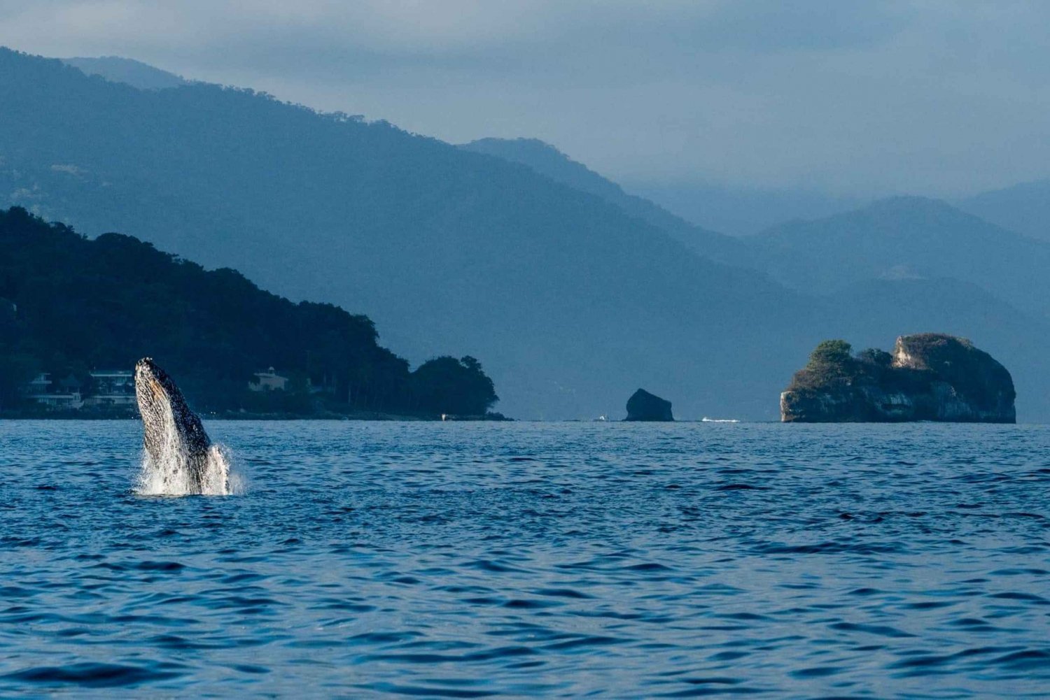 Bahía de Banderas: Whale Watching and Snorkeling Tour