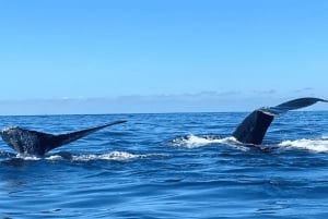 Bahía de Banderas: Whale Watching and Snorkeling Tour