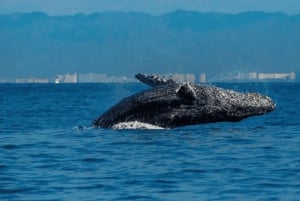 Bahía de Banderas: Whale Watching and Snorkeling Tour