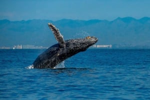 Bahía de Banderas: Whale Watching and Snorkeling Tour