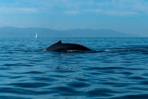 Bahía de Banderas: Whale Watching and Snorkeling Tour