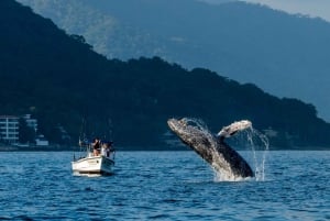 Bahía de Banderas: Whale Watching and Snorkeling Tour