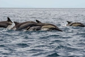 Baja California: Excursión de Avistamiento de Ballenas en La Ventana 3 Personas