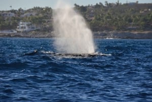 Baja California: Excursión de Avistamiento de Ballenas en La Ventana 3 Personas