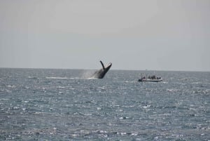 Baja California: Excursión de Avistamiento de Ballenas en La Ventana 3 Personas