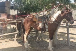 Club de Playa Todo Incluido: Deportes, Caballos, Comida y Bebidas