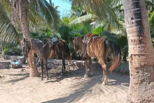 Club de Playa Todo Incluido: Deportes, Caballos, Comida y Bebidas