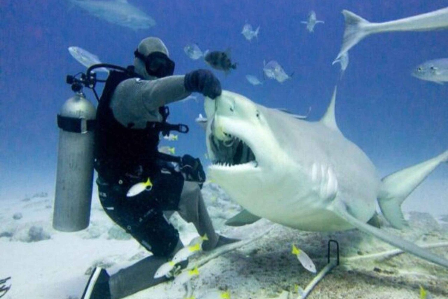 Tiburón toro alimentándose