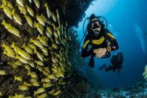 Tiburón toro alimentándose