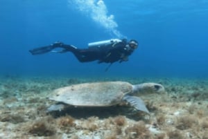 Tiburón toro alimentándose