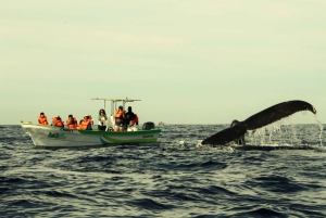 Cabo: paseo en barco de 2 horas con fotos para ver ballenas