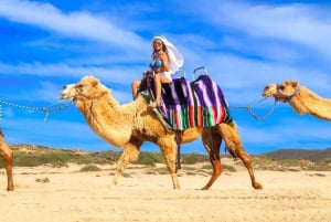 Cabo Beach: Desert Camel Tour with Mega Burrito & Tequila