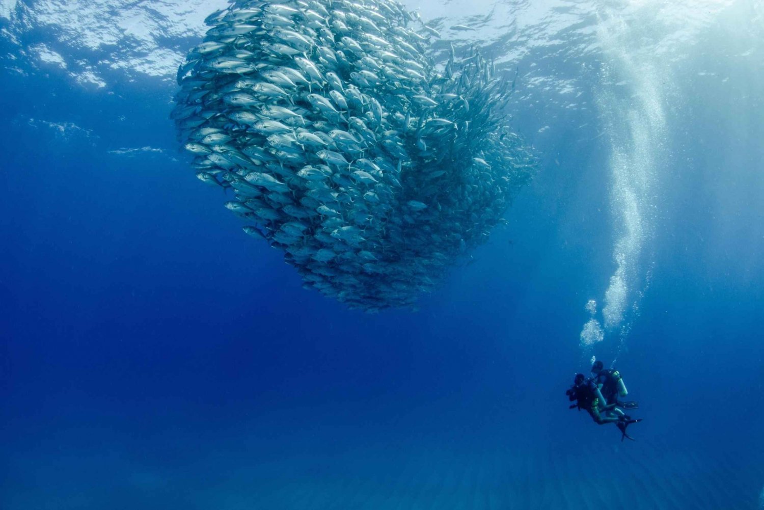 Cabo Pulmo Marine Park: Scuba Diving Excursion