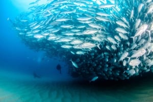 Cabo Pulmo Marine Park: Scuba Diving Excursion