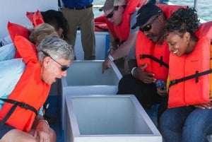 Cabo’s 1-Hour Glass-Bottom Boat: Arch & Stunning Wildlife