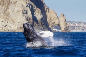 Cabo San Lucas: 2.5-Hour Whale Watching Tour