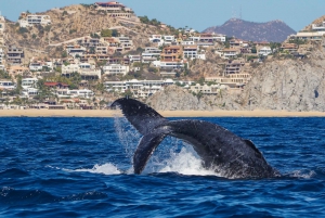 Cabo San Lucas: Excursión de 2,5 horas para avistar ballenas