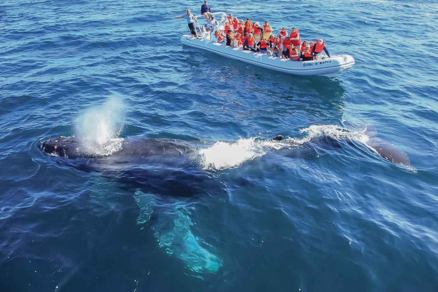 Cabo San Lucas: 2-Hour Whale Watching Adventure