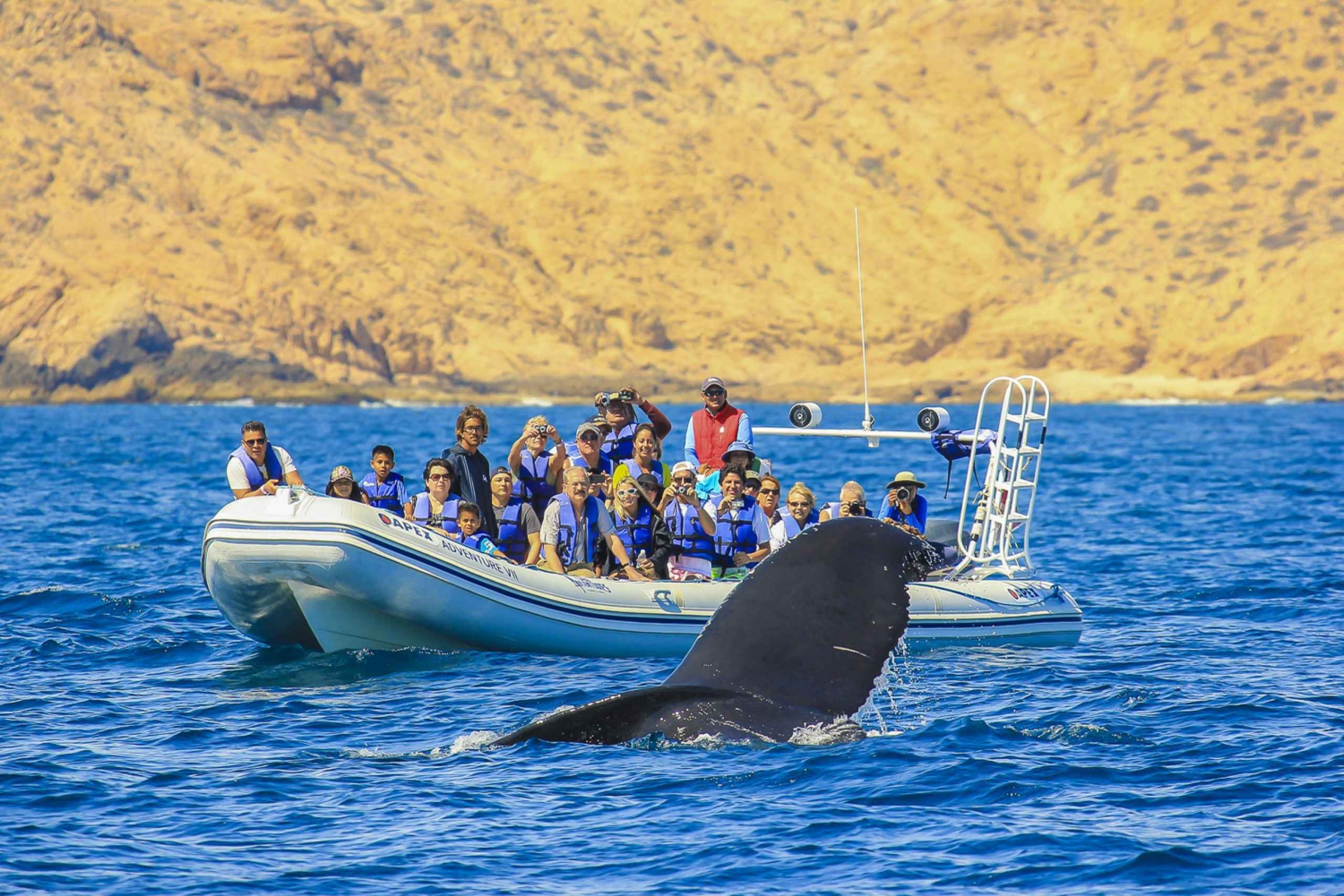 Cabo San Lucas: 2-Hour Whale Watching Adventure